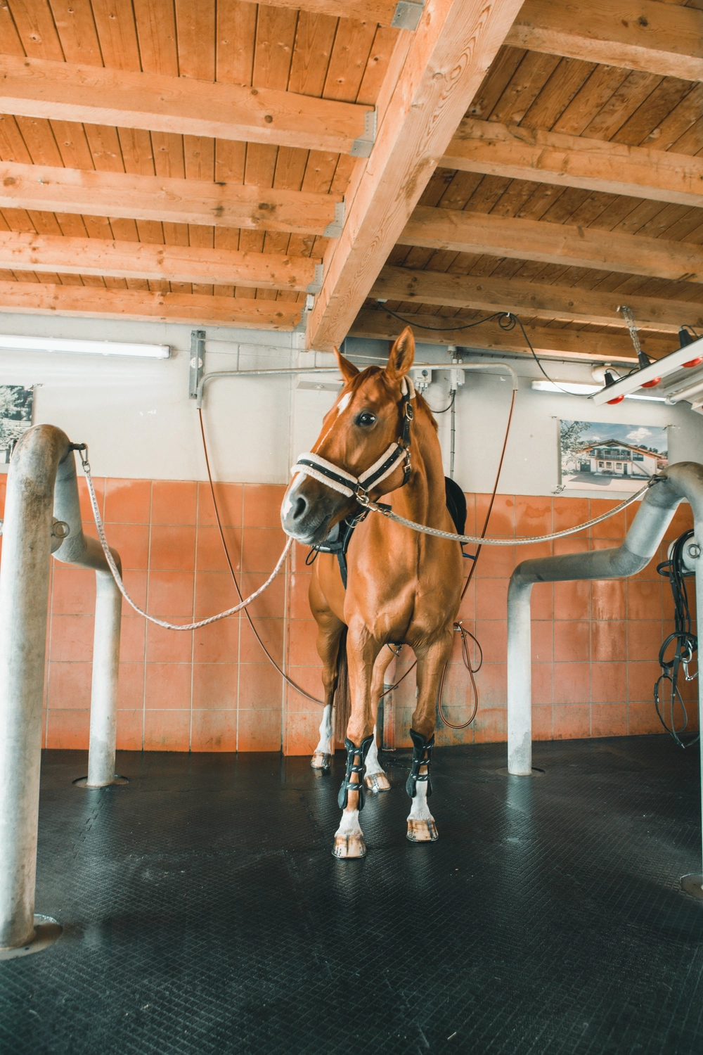 Reitsportzentrum München GbR – Der Fuchs im Bild trägt eine Schutzschiene oder Putzgamaschen an den Hinter- und Vorderbeinen, um Verletzungen vorzubeugen, und ist in einem dafür vorgesehenen Stall oder Waschstall auf einer robusten Gummimatte gesichert.